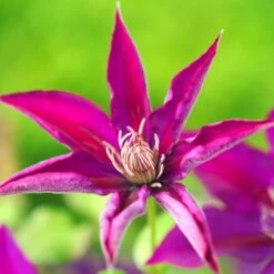 Clématite Picardy™ 'evipo024'/pot De 1,5l - Tuteur Bambou 30/60 Cm 11 Clématite Picardy™ 'evipo024'/pot De 1,5l - Tuteur Bambou 30/60 Cm -Magasin De Graines De Plantes 63f4d7f92e8e69.76055906