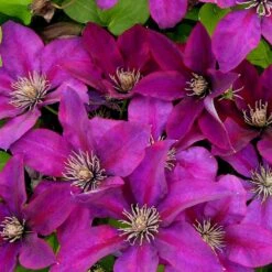 Clématite Picardy™ 'evipo024'/pot De 1,5l - Tuteur Bambou 30/60 Cm 12 Clématite Picardy™ 'evipo024'/pot De 1,5l - Tuteur Bambou 30/60 Cm -Magasin De Graines De Plantes 63f4d7f9319c40.46305442