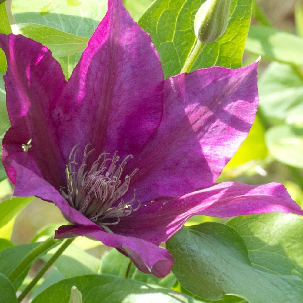 Clématite Picardy™ 'evipo024'/pot De 1,5l - Tuteur Bambou 30/60 Cm 2 Clématite Picardy™ 'evipo024'/pot De 1,5l - Tuteur Bambou 30/60 Cm – Image 2