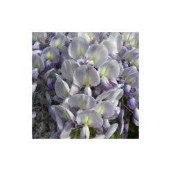 Glycine De Chine Sinensis/pot De 10l - 400/500 Cm Sur Ficelle 10 Glycine De Chine Sinensis/pot De 10l - 400/500 Cm Sur Ficelle -Magasin De Graines De Plantes 63f4d7ff3694a1.83214454