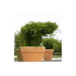 Glycine De Chine Sinensis/pot De 10l - 400/500 Cm Sur Ficelle 11 Glycine De Chine Sinensis/pot De 10l - 400/500 Cm Sur Ficelle -Magasin De Graines De Plantes 63f4d7ff44d7a8.85644772