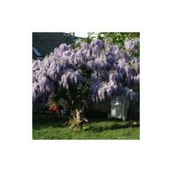 Glycine De Chine Sinensis/pot De 10l - 400/500 Cm Sur Ficelle 13 Glycine De Chine Sinensis/pot De 10l - 400/500 Cm Sur Ficelle -Magasin De Graines De Plantes 63f4d7ff6ae844.08031931