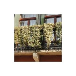 Lierre Des Bois Helix Elegantissima/godet - 5/20 Cm -Magasin De Graines De Plantes 63f4d81c4a1705.09285112