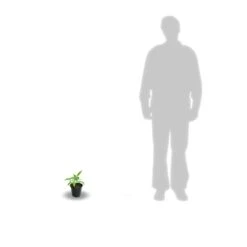 Clématite Montana Rosebud® Robud/pot De 1,8l -Magasin De Graines De Plantes 63f4d830bc8146.61843105