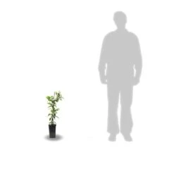 Clématite Montana Rosebud® Robud/pot De 1,8l -Magasin De Graines De Plantes 63f4d830cd0483.28582792