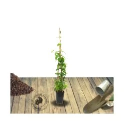 Chèvrefeuille Henryi Copper Beauty®/godet - 5/20 Cm -Magasin De Graines De Plantes 63f4d83ce13ad4.06367611