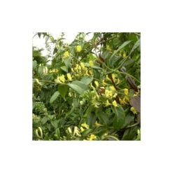 Chèvrefeuille Henryi Copper Beauty®/godet - 5/20 Cm -Magasin De Graines De Plantes 63f4d83d000c12.20617881