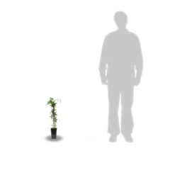 Passiflore Caerulea/pot De 10l - 300/400 Cm Sur Ficelle 11 Passiflore Caerulea/pot De 10l - 300/400 Cm Sur Ficelle -Magasin De Graines De Plantes 63f4d8429225e8.87129398