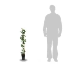 Passiflore Caerulea/pot De 10l - 300/400 Cm Sur Ficelle 12 Passiflore Caerulea/pot De 10l - 300/400 Cm Sur Ficelle -Magasin De Graines De Plantes 63f4d84294e929.38377093