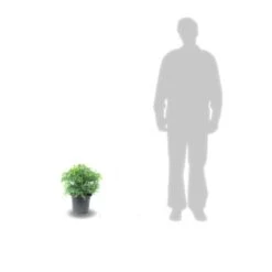 Cèdre Du Japon Japonica Elegans Viridis/pot De 3l - 20/40 Cm -Magasin De Graines De Plantes 63f4ef5c4d2c42.50957756