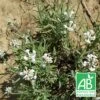 Lavande Angustifolia Alba Bio/lot De 5 Godets