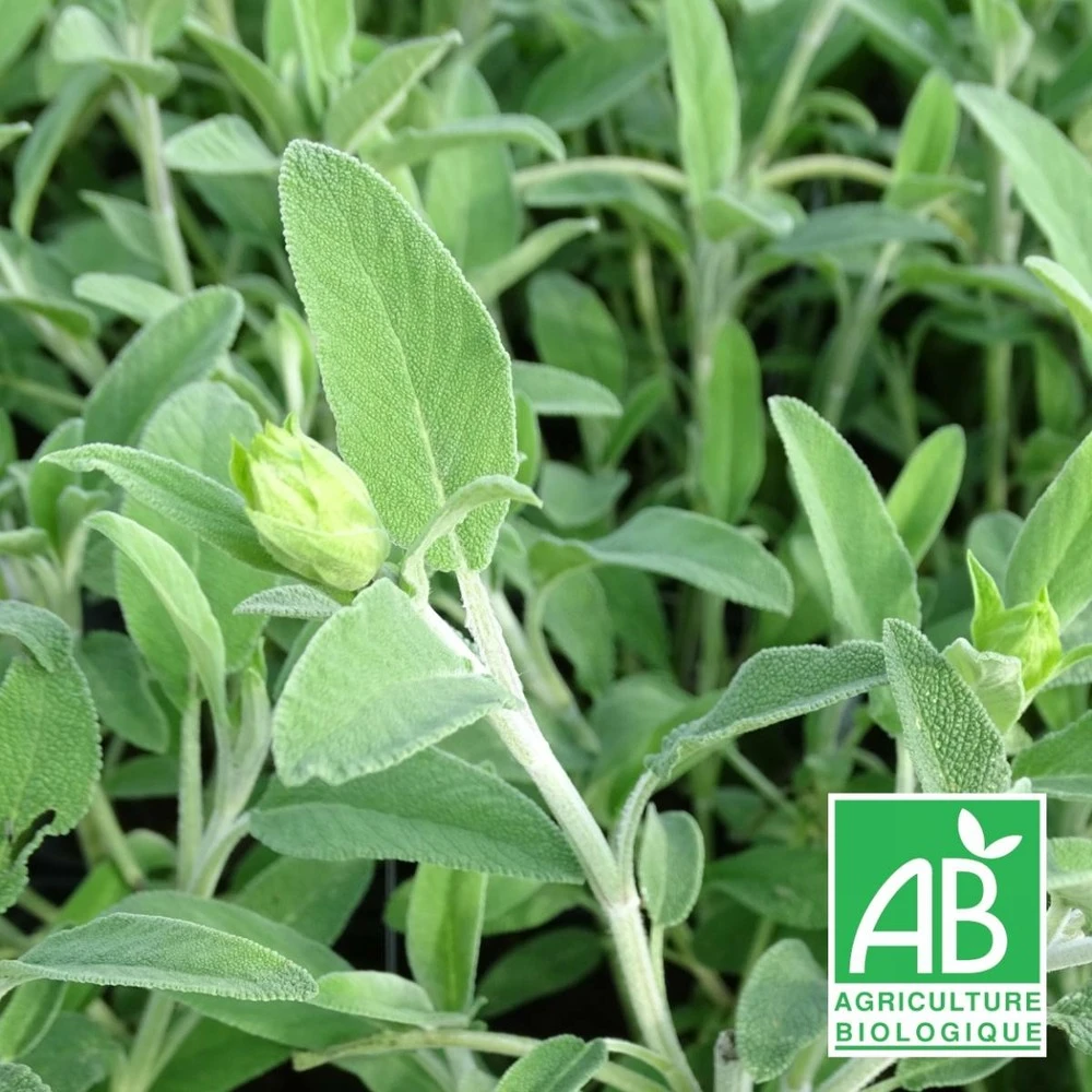 Sauge Fruticosa Bio/lot De 9 Godets 1 Sauge Fruticosa Bio/lot De 9 Godets