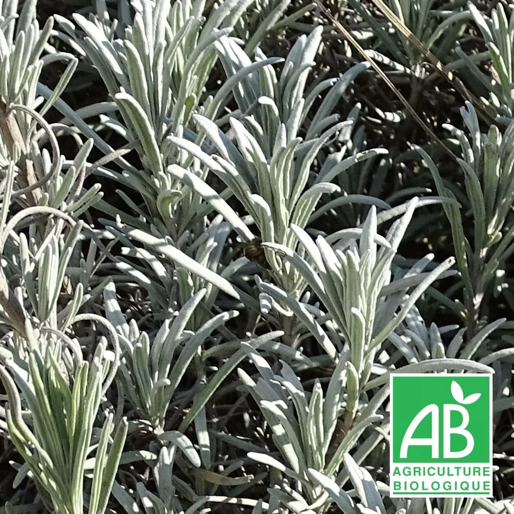 Lavande X Intermedia Super Bio/lot De 5 Godets 1 Lavande X Intermedia Super Bio/lot De 5 Godets