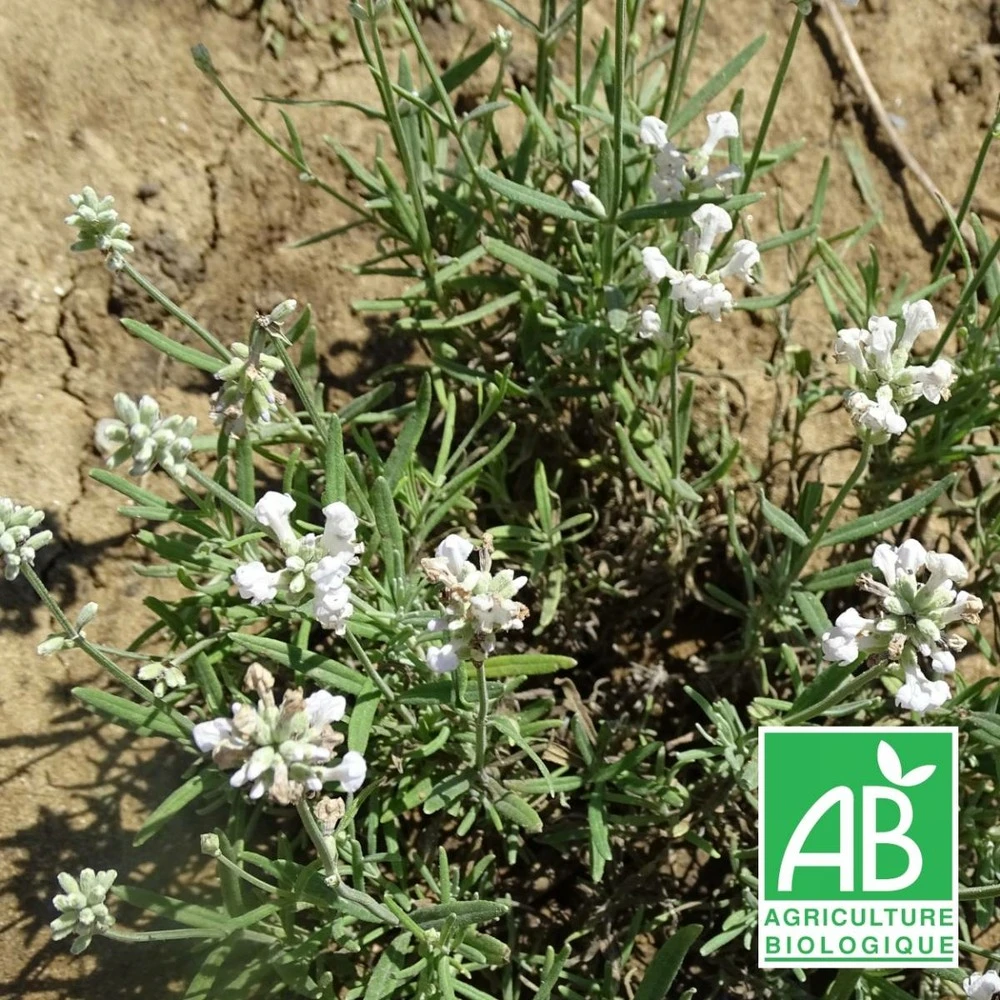 Lavande Angustifolia Alba Bio/lot De 9 Godets 1 Lavande Angustifolia Alba Bio/lot De 9 Godets