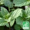 Menthe Réglisse Bio/lot De 3 Godets