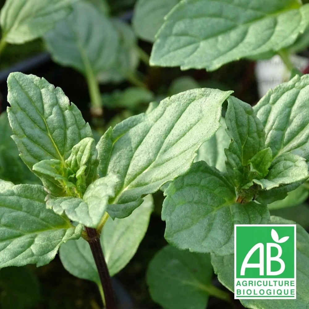 Menthe Réglisse Bio/lot De 3 Godets 1 Menthe Réglisse Bio/lot De 3 Godets