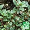 Thym Chevelu Comosus Bio/lot De 9 Godets