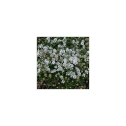 Thym Précoce Praecox Albiflorus/lot De 5 Godets