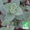 Origan Hot And Spicy Bio/lot De 3 Godets