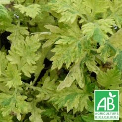 Armoise Commune Panachée Bio/lot De 3 Godets