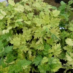 Armoise Commune Panachée Bio/lot De 3 Godets -Magasin De Graines De Plantes 63f4f19f3d5a15.86502739