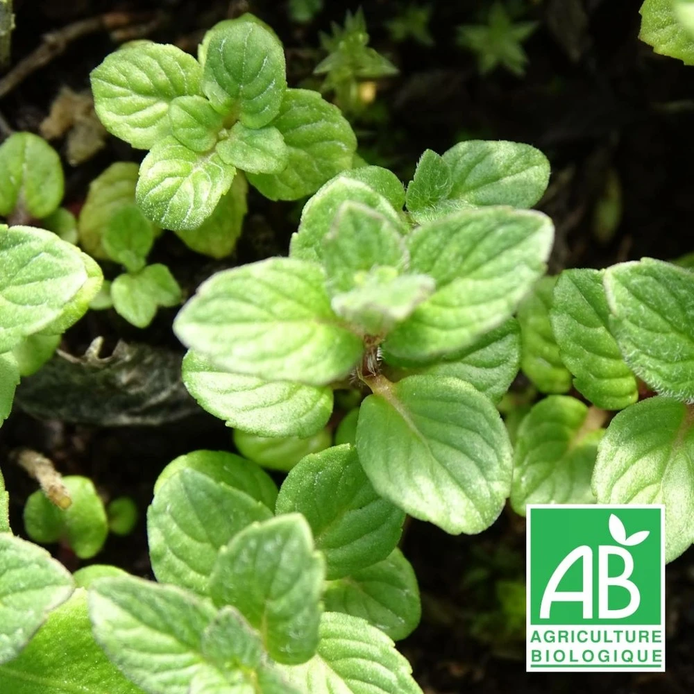 Menthe Grise Bio/lot De 9 Godets 1 Menthe Grise Bio/lot De 9 Godets