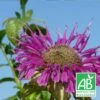 Monarde Scorpion Bio/lot De 9 Godets