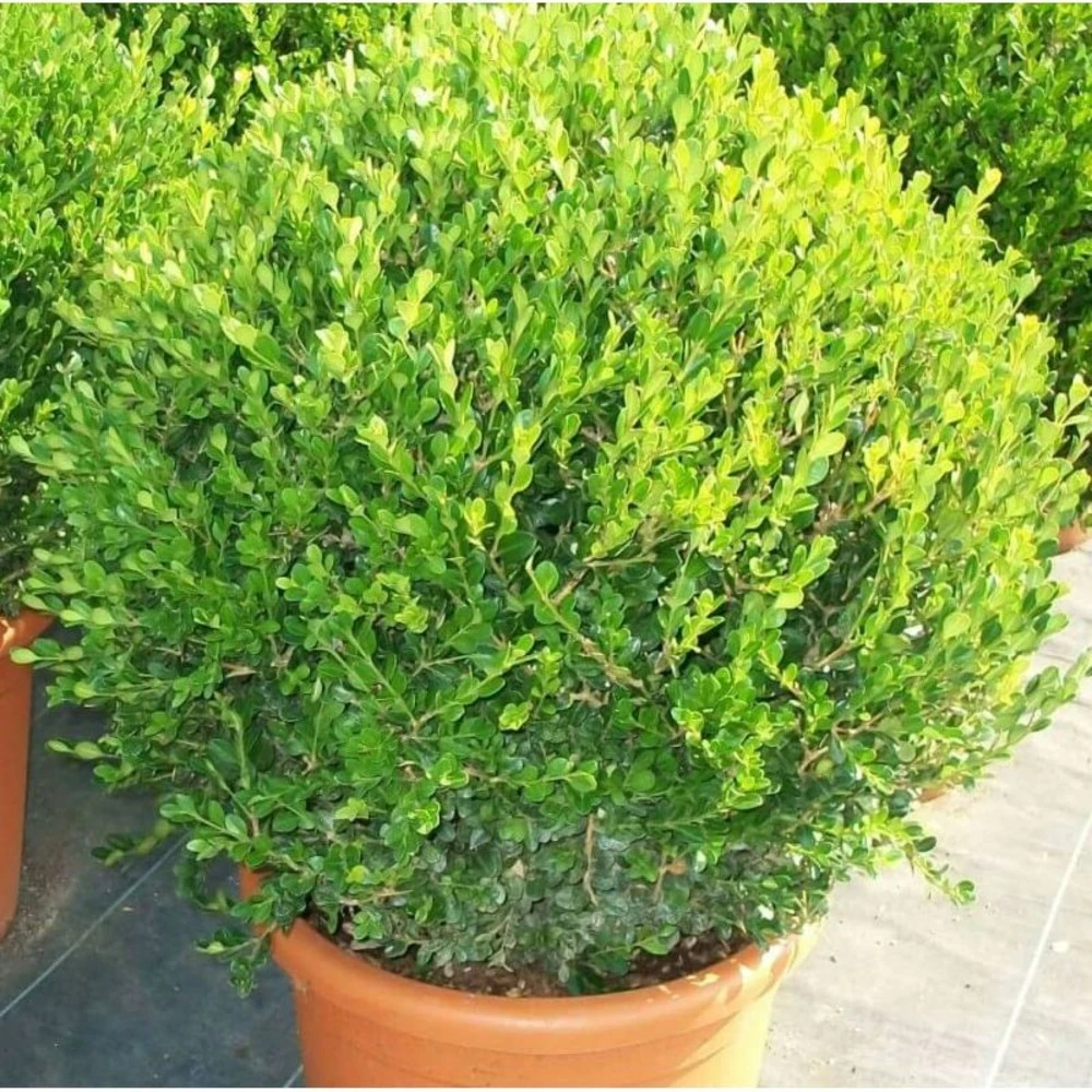 Buxus Microphylla 'faulkner' (buis Commun ) - Taille Pot De 5 Litres ? 40/60 Cm 1 Buxus Microphylla 'faulkner' (buis Commun ) - Taille Pot De 5 Litres ? 40/60 Cm
