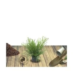 Ceanothe X Italian Skies/pot De 4l - 40/60 Cm 7 Ceanothe X Italian Skies/pot De 4l - 40/60 Cm -Magasin De Graines De Plantes 63fdf447595f82.87211190