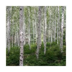 Bouleau Utilis Doorenbos/pot De 10l - 175/200 Cm -Magasin De Graines De Plantes 63fdf44b2f8ad8.14824164