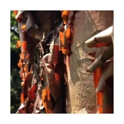 Érable à écorce De Papier/pot De 18 L - 125/150 6 Érable à écorce De Papier/pot De 18 L - 125/150 -Magasin De Graines De Plantes 63fdf45554a968.08394350