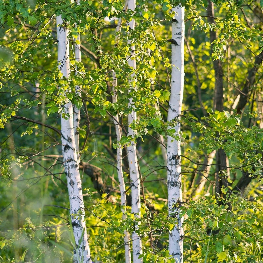 Bouleau Verruqueux/pot De 10l - 175/200 Cm 1 Bouleau Verruqueux/pot De 10l - 175/200 Cm