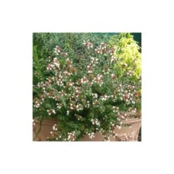 Abélie à Grandes Fleurs Sherwood/pot De 4l - 40/60 Cm -Magasin De Graines De Plantes 63fdf47942f355.03735194