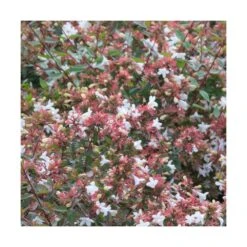 Abélie à Grandes Fleurs Sherwood/pot De 4l - 40/60 Cm -Magasin De Graines De Plantes 63fdf47949d7a6.85876877