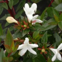 Abélie à Grandes Fleurs Sherwood/pot De 4l - 40/60 Cm -Magasin De Graines De Plantes 63fdf479539733.36516078