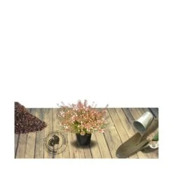 Abélie à Grandes Fleurs Sherwood/pot De 4l - 40/60 Cm -Magasin De Graines De Plantes 63fdf47959f271.84221600