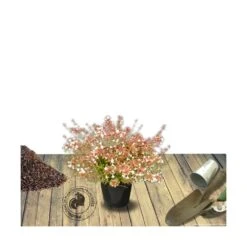 Abélie à Grandes Fleurs Sherwood/pot De 4l - 40/60 Cm -Magasin De Graines De Plantes 63fdf4795d6a39.50683103