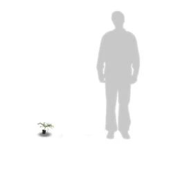 Ceanothe Thyrsiflorus Var. Repens/pot De 4l - 40/60 Cm 12 Ceanothe Thyrsiflorus Var. Repens/pot De 4l - 40/60 Cm -Magasin De Graines De Plantes 63fdf47b338299.39215470