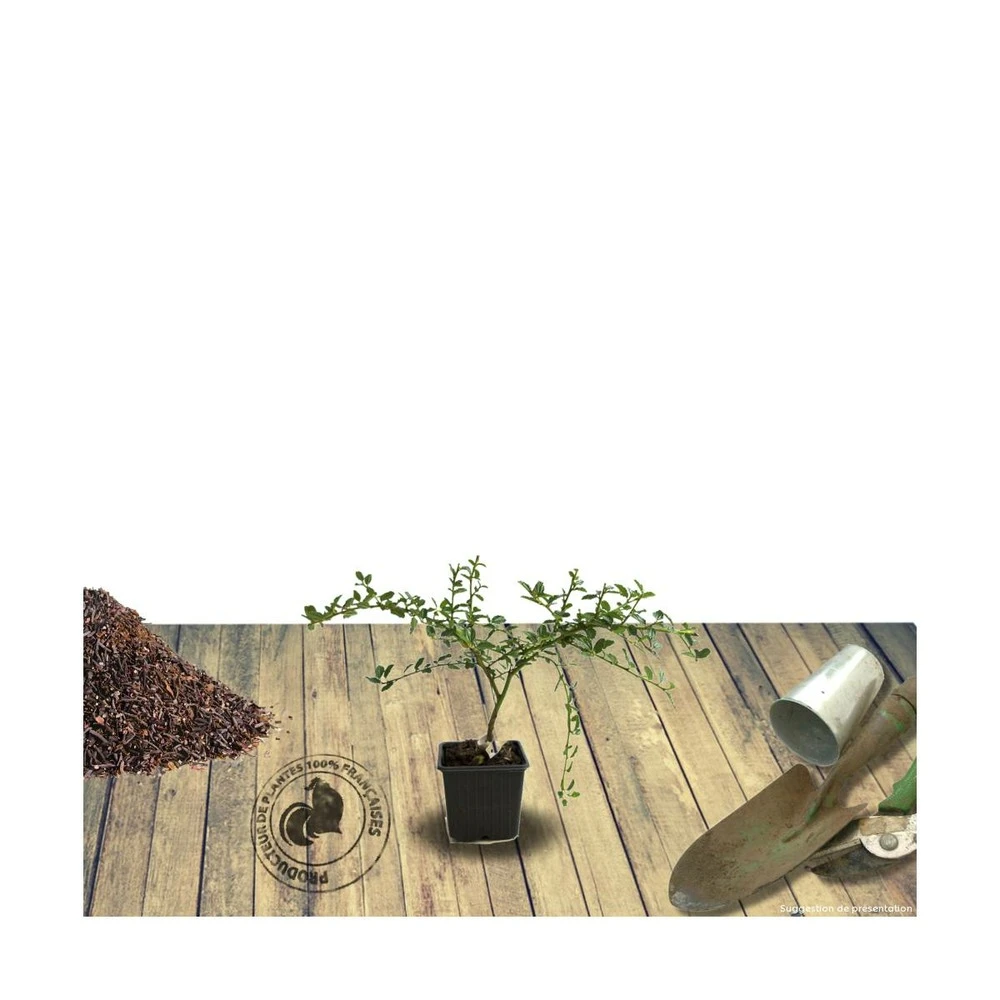 Ceanothe Thyrsiflorus Var. Repens/pot De 4l - 40/60 Cm 2 Ceanothe Thyrsiflorus Var. Repens/pot De 4l - 40/60 Cm – Image 2