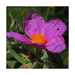 Ciste Pourpre Purpureus/pot De 4l - 40/60 Cm -Magasin De Graines De Plantes 63fdf48094f861.80590374