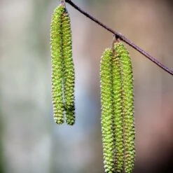 Bouleau Utilis/pot De 10l - 175/200 Cm -Magasin De Graines De Plantes 63fdf484017194.22140049