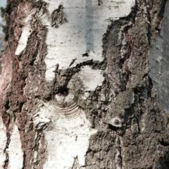 Bouleau Utilis/pot De 10l - 175/200 Cm -Magasin De Graines De Plantes 63fdf48416b7f7.95793162