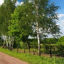 Bouleau Utilis/pot De 10l - 175/200 Cm -Magasin De Graines De Plantes 63fdf4841d7761.55433812