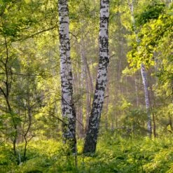 Bouleau Utilis/pot De 10l - 175/200 Cm -Magasin De Graines De Plantes 63fdf484219600.31420579