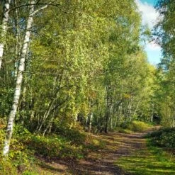 Bouleau Utilis/pot De 10l - 175/200 Cm -Magasin De Graines De Plantes 63fdf484263c31.45047947