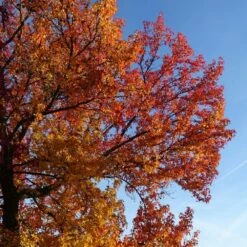 Copalme D'amérique Styraciflua Worplesdon/pot De 10l - 125/150 Cm -Magasin De Graines De Plantes 64009864559ce2.55659192