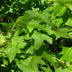 Copalme D'amérique Styraciflua Worplesdon/pot De 10l - 125/150 Cm -Magasin De Graines De Plantes 6400986459fd07.20346548