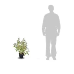 Elaeagnus X Ebbingei Viveleg®/pot De 7,5l - 80/100 Cm -Magasin De Graines De Plantes 64009867184123.05823370