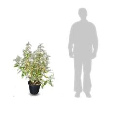 Elaeagnus X Ebbingei Viveleg®/pot De 7,5l - 80/100 Cm -Magasin De Graines De Plantes 640098671cc634.82681727