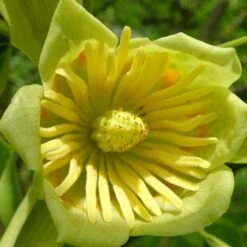 Tulipier De Virginie Tulipifera/pot De 25l - 175/200 Cm -Magasin De Graines De Plantes 6400987ca24555.47436489